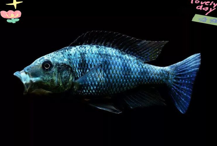 如何區分馬龍魚和海龍？