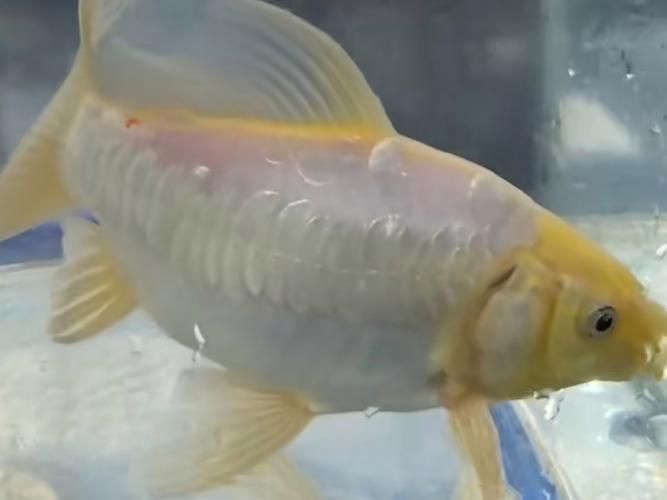 小白龍魚的市場價格是多少？，小白龍魚市場價格是多少小白龍魚市場價格差異大