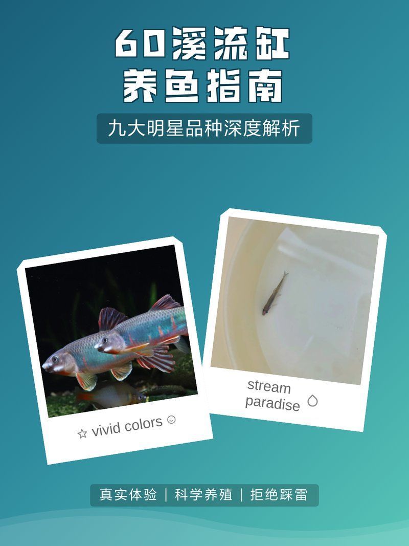 60缸十大最建議買的魚有哪些特點，60缸十大最建議買的魚種