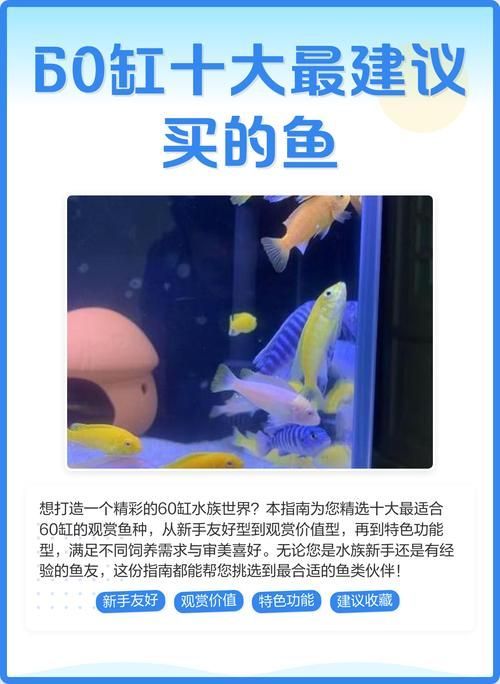 60缸十大最建議買的魚有哪些特點，60缸十大最建議買的魚種