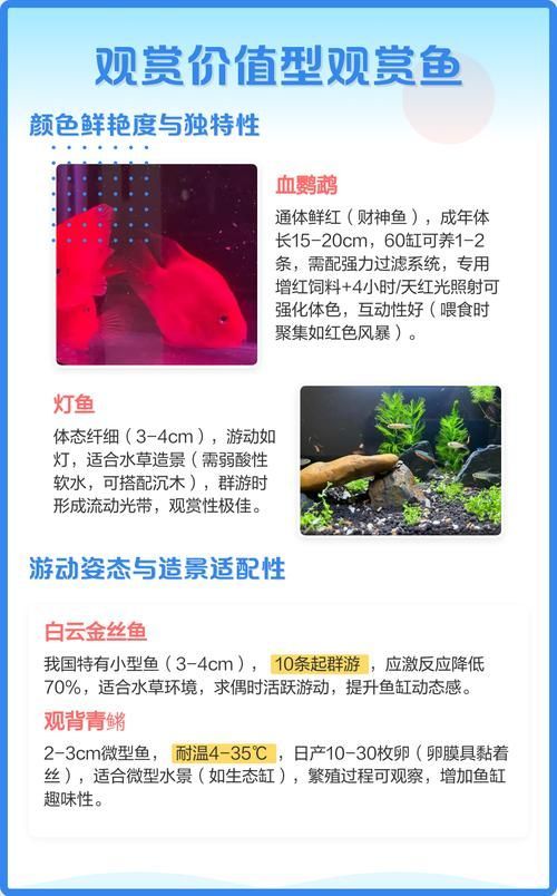 60缸十大最建議買的魚有哪些特點，60缸十大最建議買的魚種
