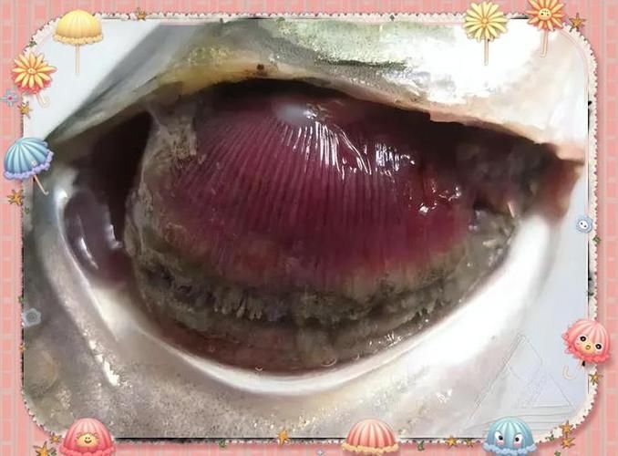 給我一些爛鰓病的防治圖片，爛鰓病的防治圖片