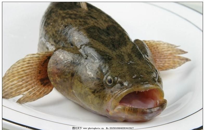 如何判斷馬拉莫寶石魚是否健康？，如何判斷馬拉莫寶石魚（scatophagusargus）是否健康？