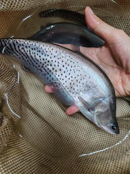 如何判斷馬拉莫寶石魚是否健康？，如何判斷馬拉莫寶石魚（scatophagusargus）是否健康？