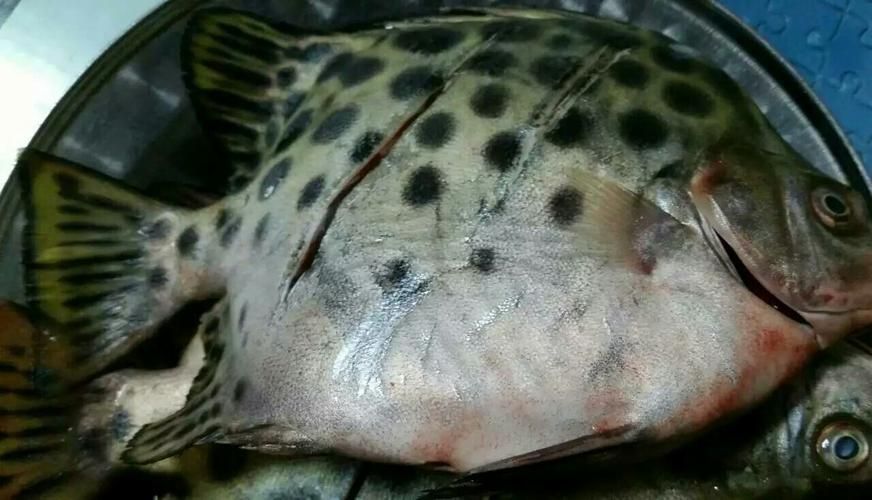 如何判斷馬拉莫寶石魚是否健康？，如何判斷馬拉莫寶石魚（scatophagusargus）是否健康？