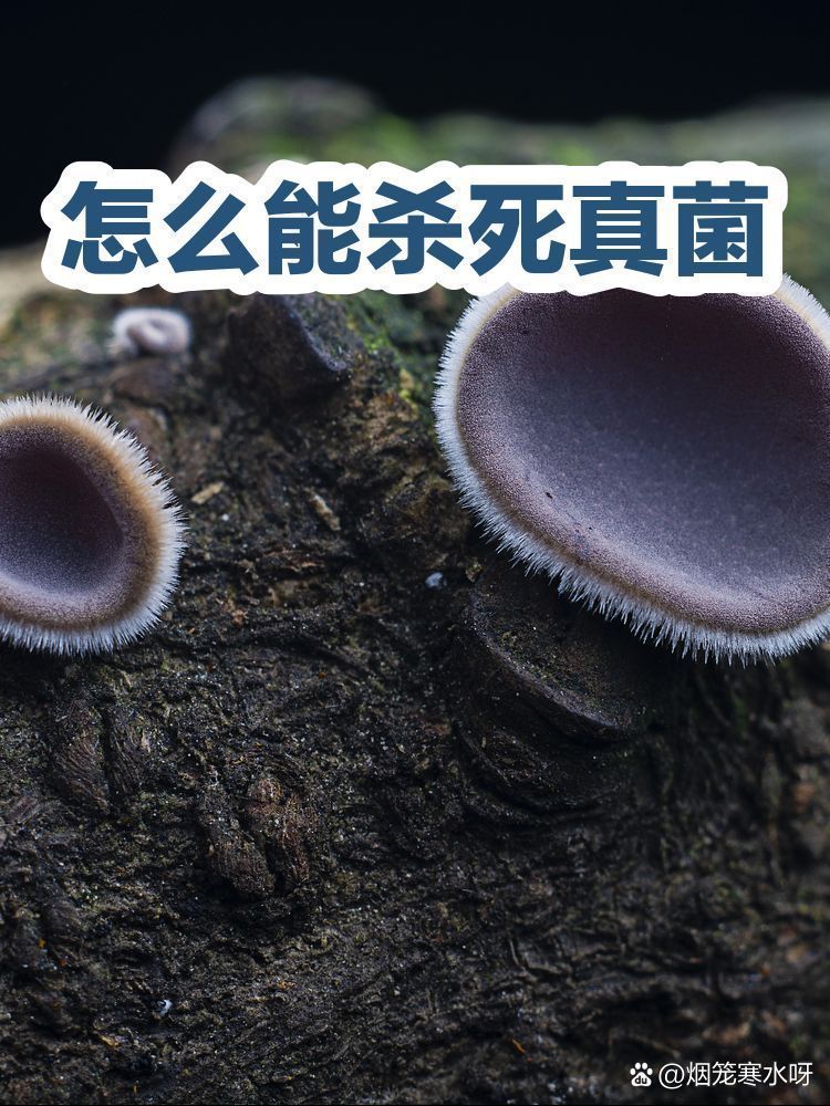 有哪些天然方法可以殺死真菌