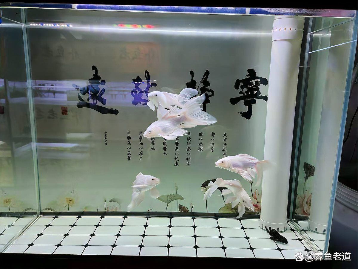 如何判斷虎斑恐龍魚是否健康，如何判斷虎斑恐龍魚是否健康，