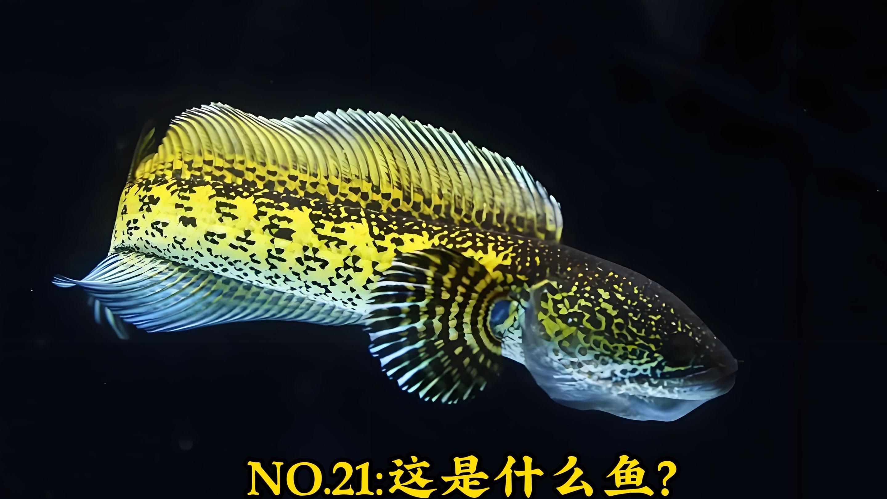 黃金眼鏡蛇雷龍魚有多大，黃金眼鏡蛇雷龍魚有多大,