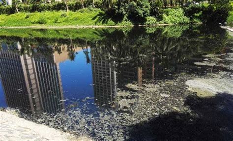 龍魚變黑后需要換幾次水？，龍魚變黑后需要換幾次水,