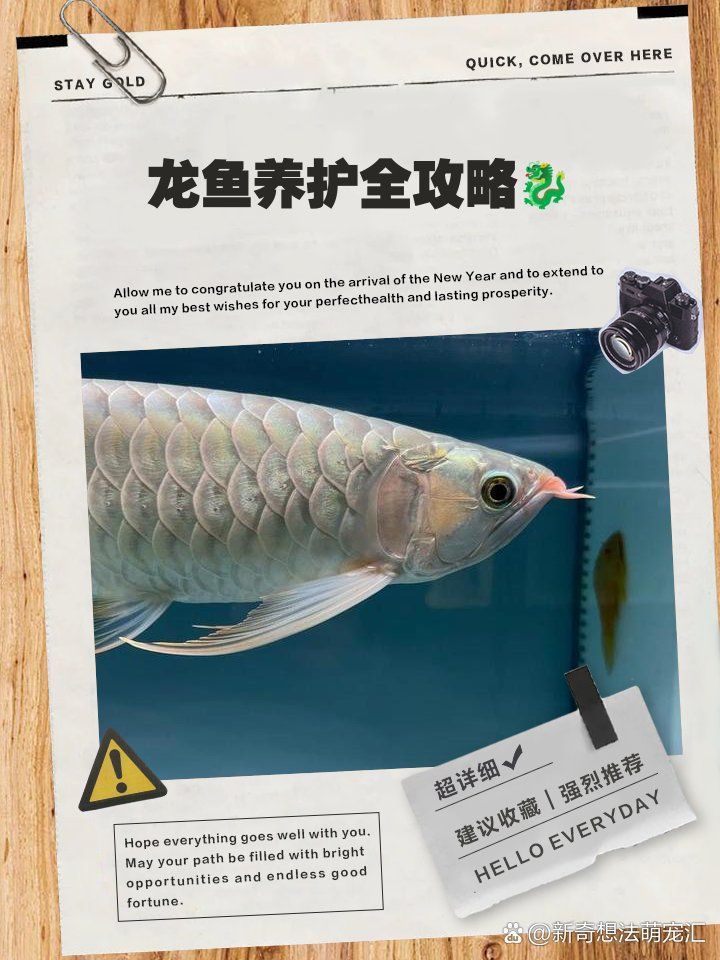有沒有龍魚養護的視頻教程，龍魚養護全攻略