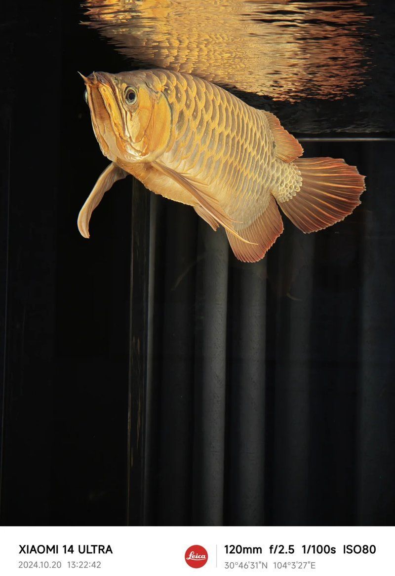 有沒有龍魚養護的視頻教程，龍魚養護全攻略