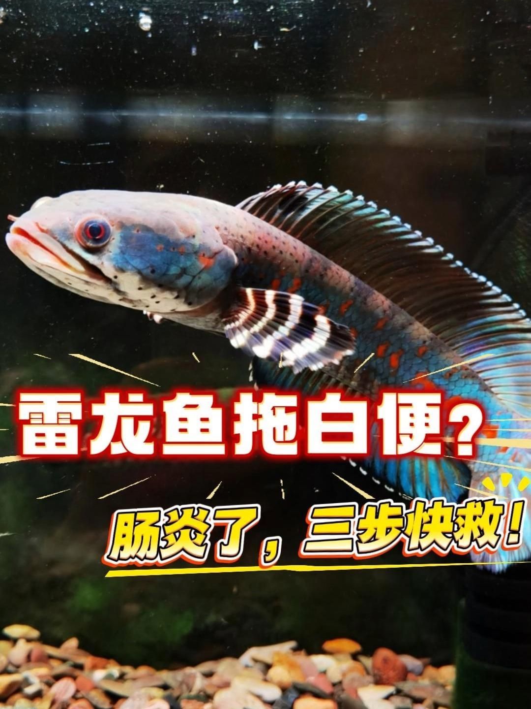 龍魚病理性拖便如何治療，龍魚病理性拖便如何治療龍魚病理性拖便如何預防