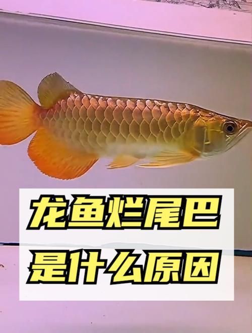 給我一些龍魚爛尾的圖片，關于龍魚爛尾的一些圖片