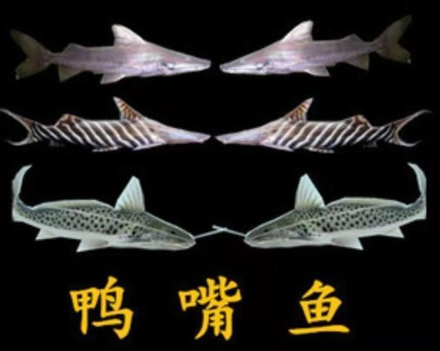 如何辨別撒旦鴨嘴魚的品種？，如何辨別撒旦鴨嘴魚的品種