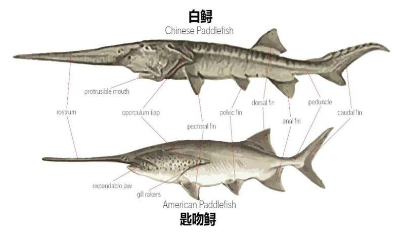 如何辨別撒旦鴨嘴魚的品種？，如何辨別撒旦鴨嘴魚的品種