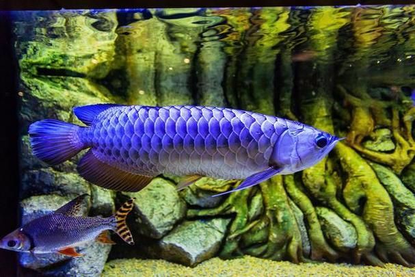 能否提供西沙群島龍魚養殖的圖片或視頻，能否提供西沙群島龍魚養殖的圖片或視頻,西沙群島龍魚養殖需要哪些技術