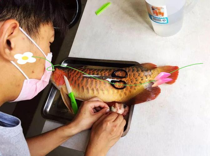 能否提供西沙群島龍魚養殖的圖片或視頻，能否提供西沙群島龍魚養殖的圖片或視頻,西沙群島龍魚養殖需要哪些技術