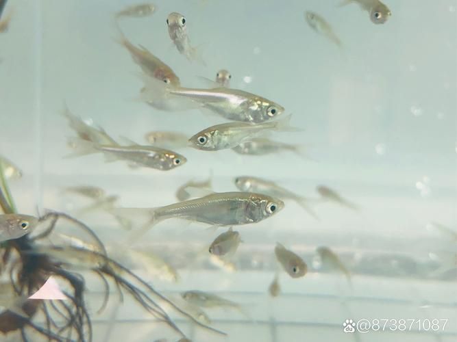金龍魚幼苗圖片，金龍魚幼苗哪里可以買到