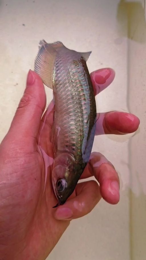 金龍魚幼苗圖片，金龍魚幼苗哪里可以買到
