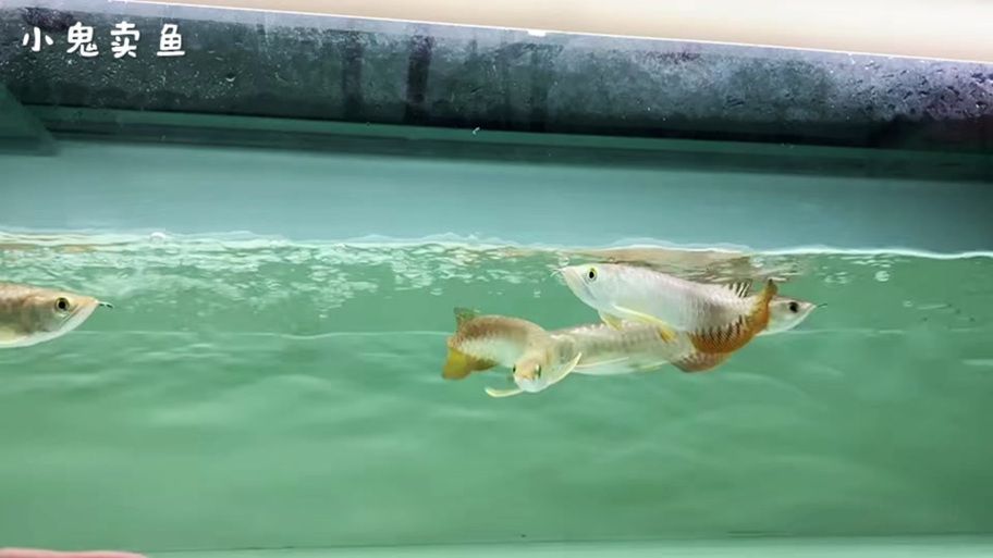 金龍魚幼苗圖片，金龍魚幼苗哪里可以買到
