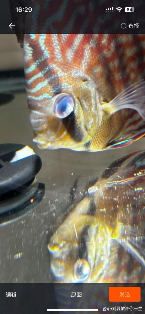 如何預(yù)防魚眼睛白膜的發(fā)生