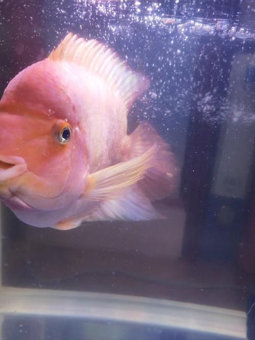 如何預防魚眼睛白膜的發生