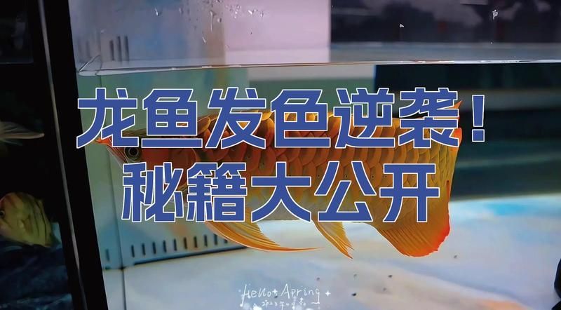 紅龍魚換水后多久發色，紅龍魚換水后多久發色紅龍魚發色是正常現象