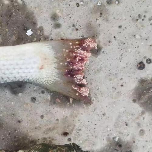 如何預防魚得水霉病，如何科學預防魚類水霉病