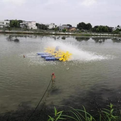 如何預防魚得水霉病，如何科學預防魚類水霉病