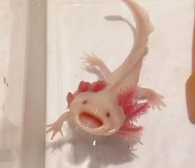 六角龍魚多久喂一次合適