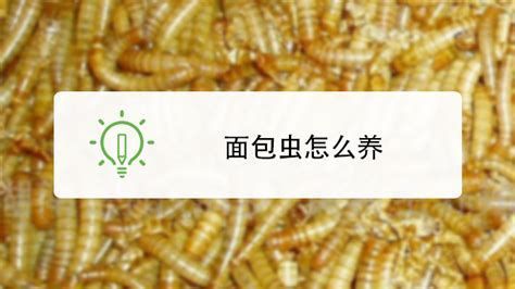 詳解（1000字和配圖）如何判斷龍魚(yú)是否接受面包蟲(chóng)？，如何判斷龍魚(yú)是否接受面包蟲(chóng)