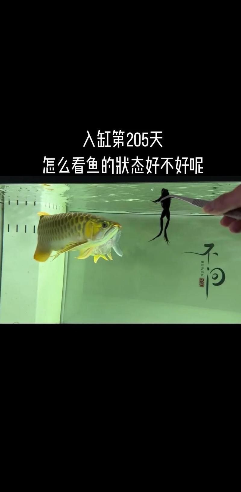如何促進(jìn)紅龍魚的發(fā)色過(guò)程