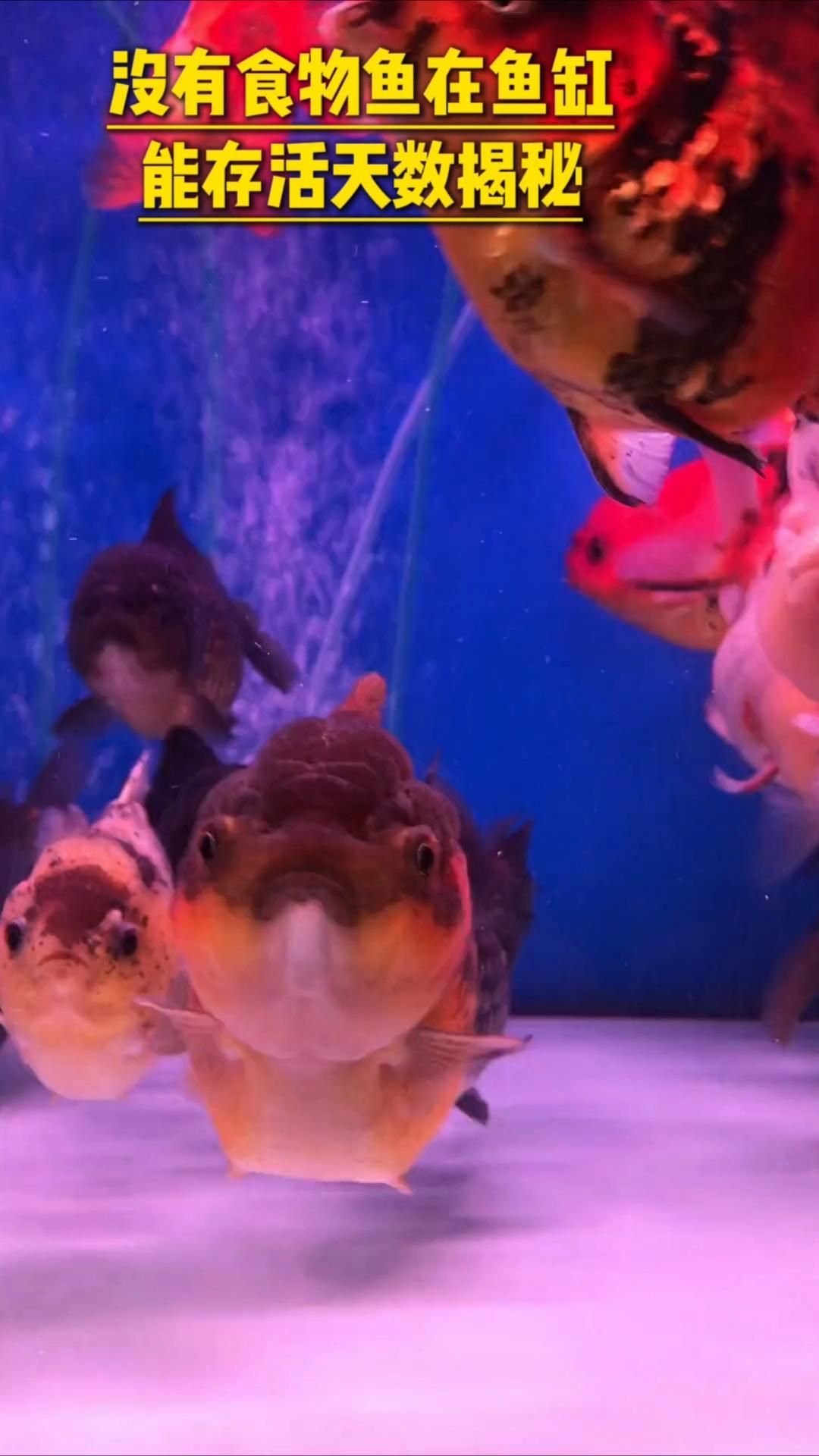 龍魚不進食多久會死亡？，龍魚不進食會有什么癥狀？