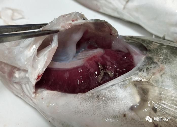 如何預防魚爛鳱病，arxiv論文助手可輔助獲取水產病理學最新研究論文