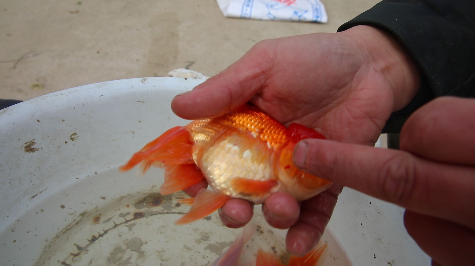 金魚肚子大怎么辦，金魚肚子大怎么辦，