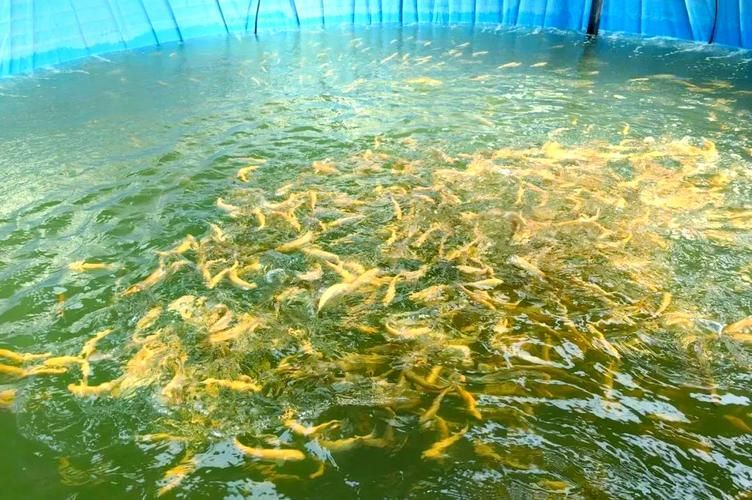 武威龍魚的養(yǎng)殖技術(shù)有哪些？