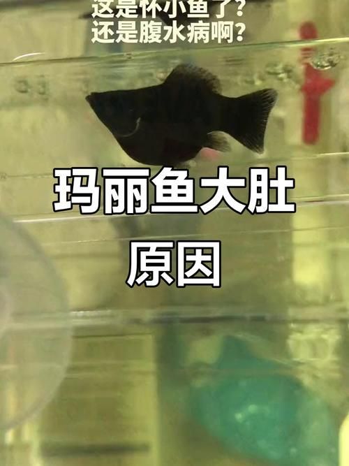 魚(yú)懷孕和腹水圖區(qū)別圖，如何判斷魚(yú)懷孕和腹水？