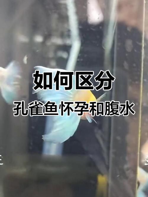魚(yú)懷孕和腹水圖區(qū)別圖，如何判斷魚(yú)懷孕和腹水？