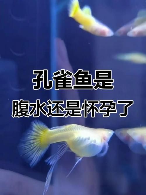 魚(yú)懷孕和腹水圖區(qū)別圖，如何判斷魚(yú)懷孕和腹水？