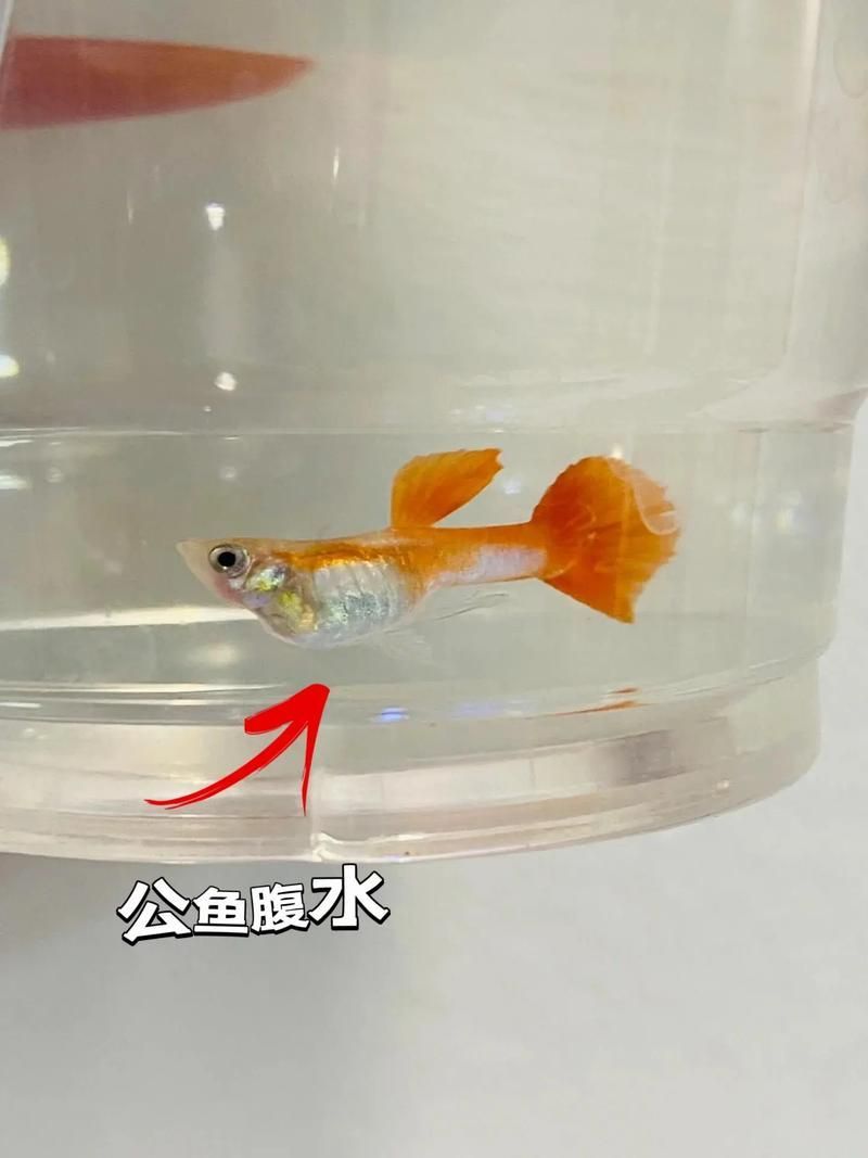 魚(yú)懷孕和腹水圖區(qū)別圖，如何判斷魚(yú)懷孕和腹水？