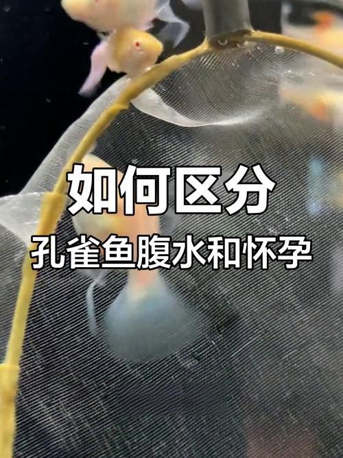 魚懷孕和腹水圖區(qū)別圖，如何判斷魚懷孕和腹水？