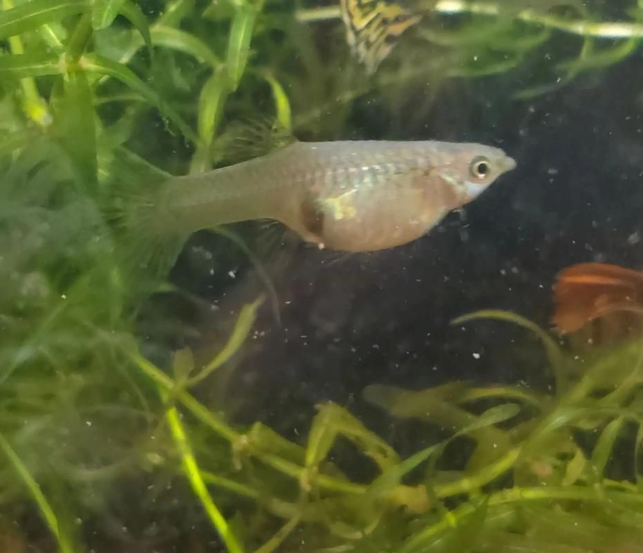 魚(yú)懷孕和腹水圖區(qū)別圖，如何判斷魚(yú)懷孕和腹水？