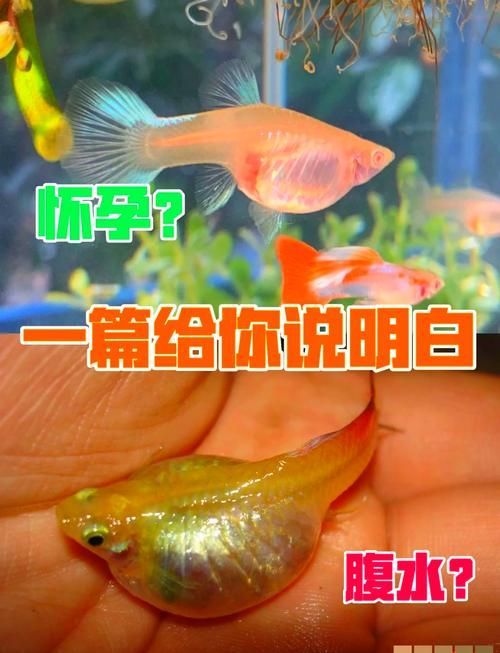 魚(yú)懷孕和腹水圖區(qū)別圖，如何判斷魚(yú)懷孕和腹水？