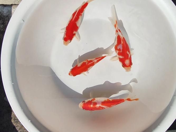 如何判斷金魚是否達(dá)到成年體型