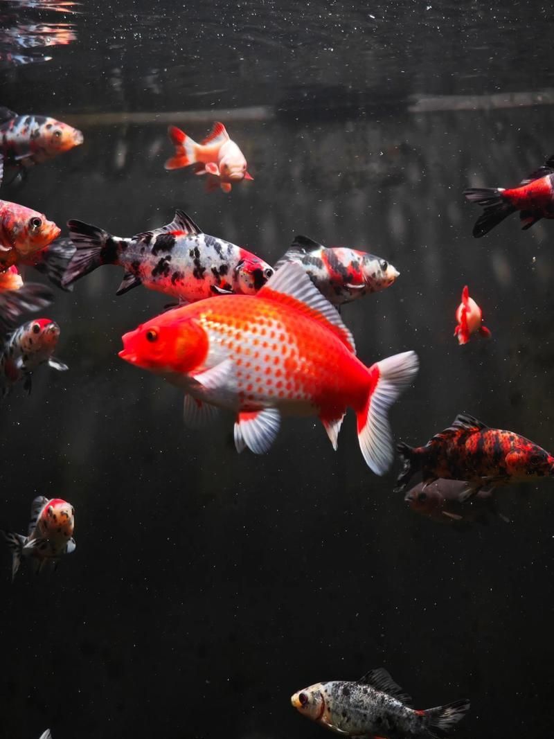 如何判斷金魚是否達到成年體型