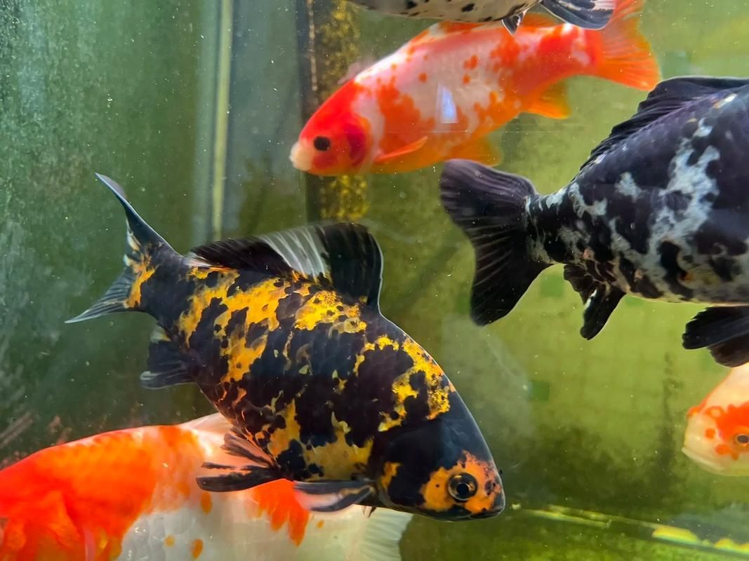 如何判斷金魚是否達到成年體型