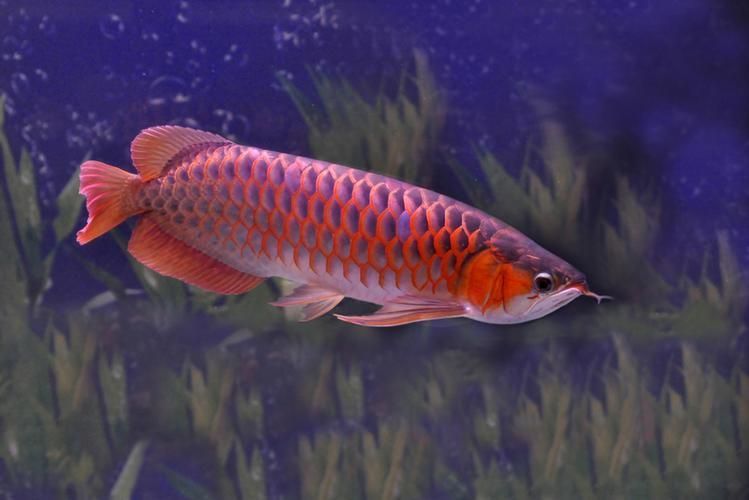能提供幾張長汀龍魚的圖片嗎，長汀龍魚是否真實(shí)存在？