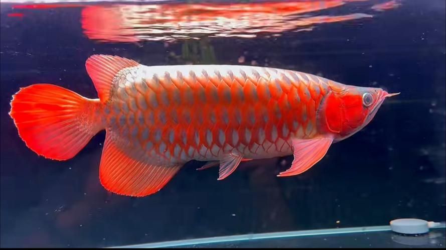 如何區分大湖紅龍的品質，如何區分大湖紅龍
