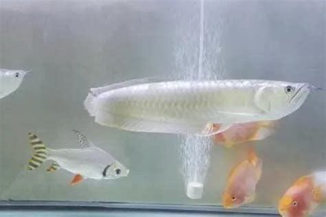 龍魚拉白便后如何恢復？