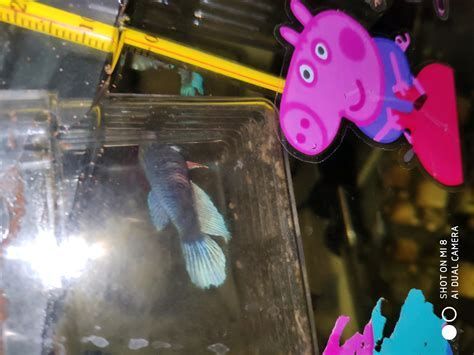 龍魚缸中適合放什么顏色的裝飾物？，龍魚缸中適合放什么顏色的裝飾物